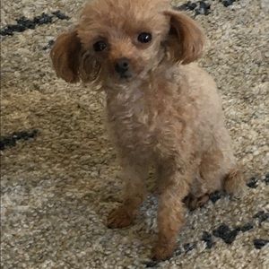 Meet your Posher, Ann